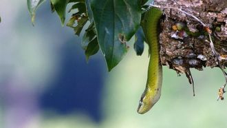 Episode 2 Laos: The Mountain Wilds
