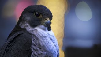 Episode 5 Wild Cities