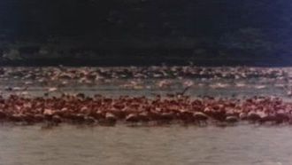 Episode 11 Flamingoes Only Fly on Tuesdays