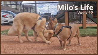 Episode 12 Play date with Flappy | Week 12