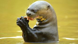Episode 9 Otter Hide and Seek