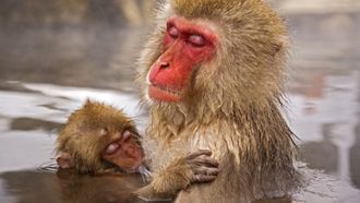 Episode 10 Primates