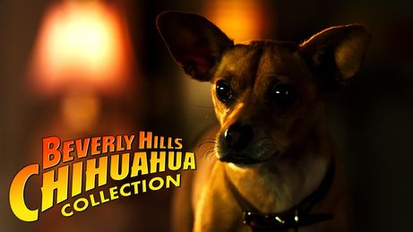 Beverly Hills Chihuahua
