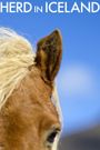 Herd in Iceland