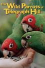 The Wild Parrots of Telegraph Hill