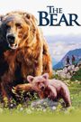 The Bear