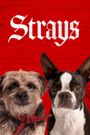 Strays