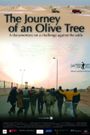 The Journey of an Olive Tree
