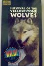 Survival of the Yellowstone Wolves