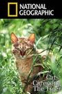 Cats: Caressing the Tiger
