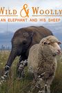 Wild and Woolly: An Elephant and His Sheep