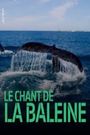 Whale Patrol