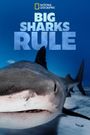 Big Sharks Rule