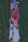 The Flowers Stand Silently, Witnessing