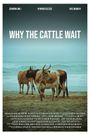 Why the Cattle Wait