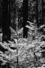 The Forest and the Sea