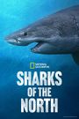 Sharks of the North
