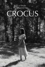 Crocus