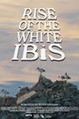 Rise of the White Ibis