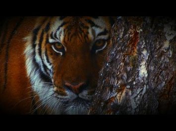 A Hunter's Fatal Mistake | Man-Eating Zombie Cats