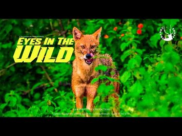 Eyes in the Wild - Trailer | FrankyShots Production | Wildlife Documentary