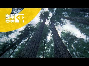Another Side of the Forest
