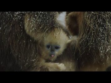 Disneynature's Born in China Official US Trailer