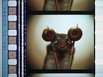 Mousehunt (1997),35mm film trailer, flat open matte, 1.17:1 ratio 2520x2160