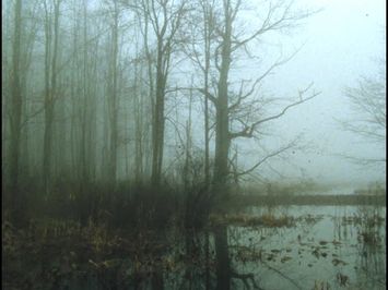 Early spring wetlands (16mm, Ektachrome 100D)