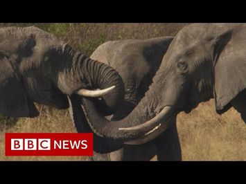 Botswana: Trouble in the Elephant Sanctuary [FULL Documentary] - BBC News