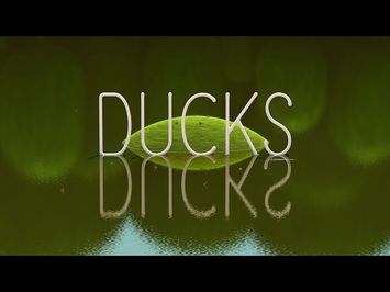 DUCKS | Short Film | Teaser Trailer