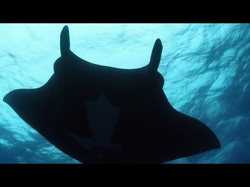 2024 SBIFF Trailer - Alien Contact