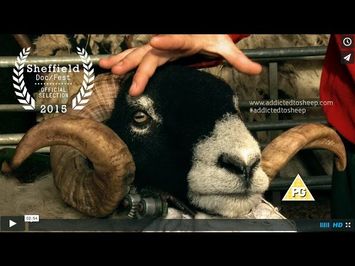 Addicted to Sheep Trailer