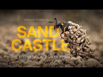 Sandcastle - The Secret Life Of Potter Wasps (Trailer)