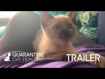QUARANTINE CAT FILM FESTIVAL Official Trailer #1 (2020)
