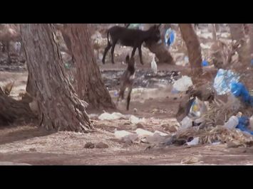 THOSE WHO JUMP | Trailer