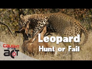 Young Leopard Hunts and Epic Fails ?