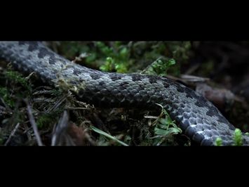 The Ancient Woods - Trailer