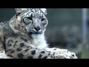 Snow Leopards of Leafy London Sneak Peek
