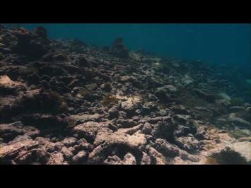 The Last Reef - Trailer