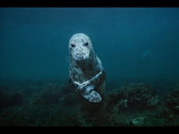 Sea Change: The Gulf of Maine, a NOVA Special Presentation - Preview