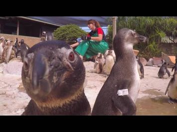 Penguin A&E With Lorraine Kelly