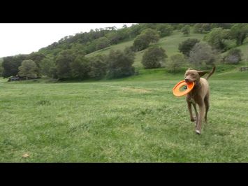 Me, My Dog, and I Official Trailer