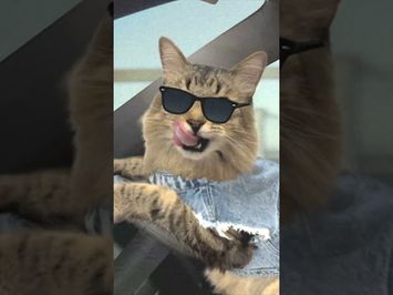 Cat Chase