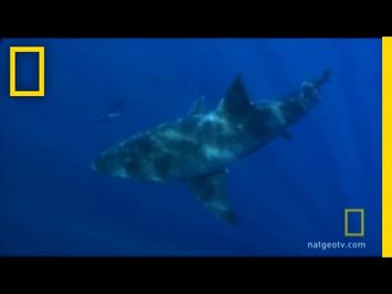 A Long, Strange Shark Trip | National Geographic
